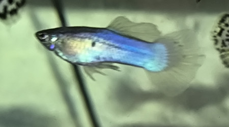 Guppy japan blue lyretail recto