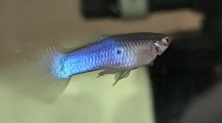 guppy japan blue lyretail verso