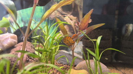 Padre Guppys endler Arlequin