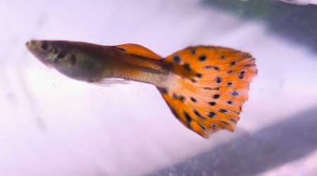 Padre Guppys endler Arlequin