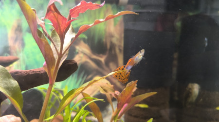 Padre Guppys endler Arlequin