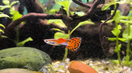 Padre Guppys endler Arlequin