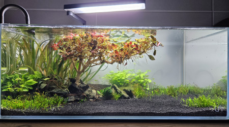 aquarium Aquascape 19L