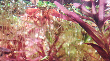 Les azolla ont des jolies racines ?