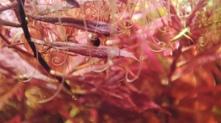 Les azolla ont des jolies racines ?