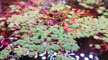 Les azolla ont des jolies racines ?
