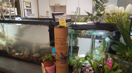 aquarium Low tech 80l