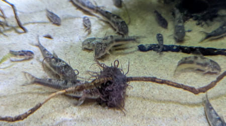 Plat de nouilles au menu du jour  :D