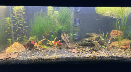 aquarium B 3 2 Ecrevisses CHERAX PULCHER parents 1