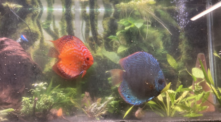 Discus + rami