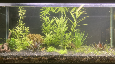 aquarium B 1 1 à venir