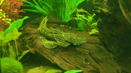 ANCISTRUS Dolichopterus VOILE MALE ET FEMELLE NORMAL