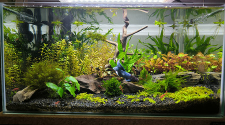 aquarium Red cherry