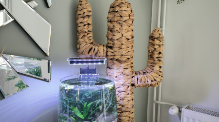 aquarium Vase low tech