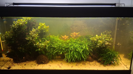 aquarium Black water