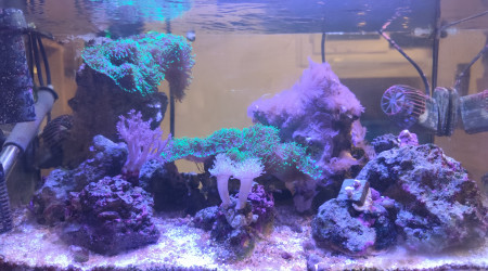 aquarium Pico Reef 30L 50x25x25
