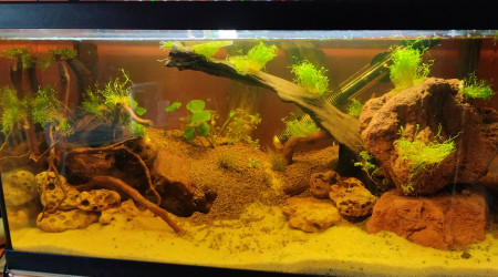 aquarium Aquascap
