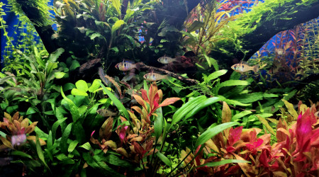 aquarium Aquarium a