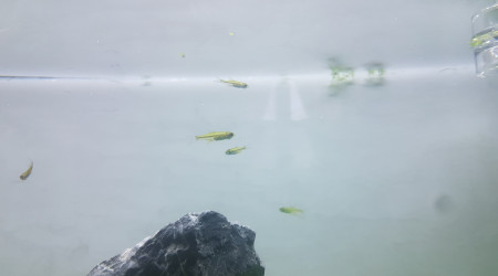 Microdevario kubotai