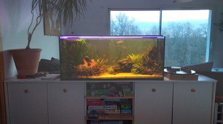 aquarium Bac asiatique 240l