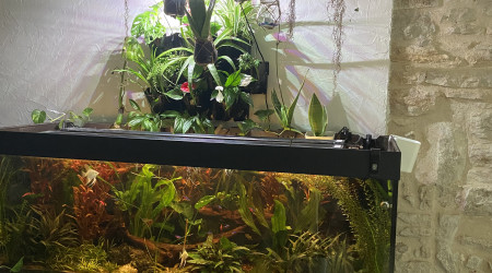 Après 8 mois et mis en place du mur en aquaponie