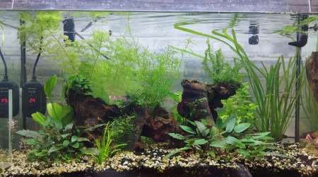 aquarium Bac galaxy