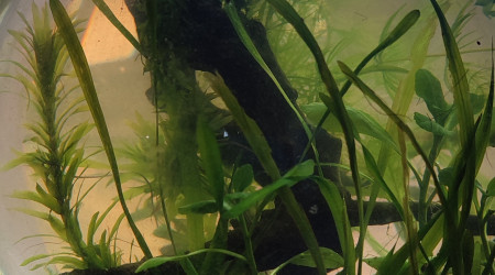 La boule évolue petit à petit...