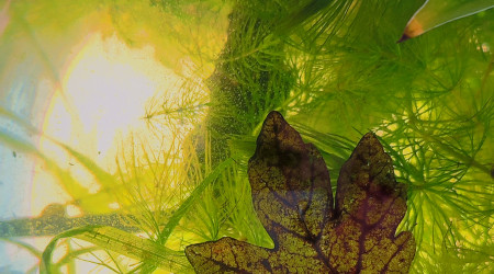 La boule évolue petit à petit...