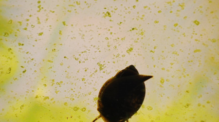 La boule évolue petit à petit...