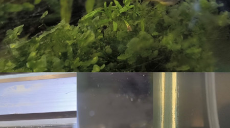 Mes 5 Carinotetraodon travancoricus