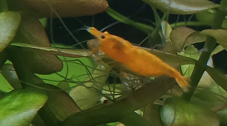 Première femelle grainée !!!