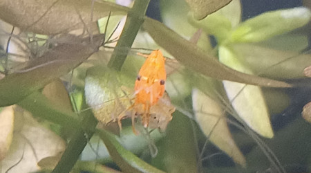 Première femelle grainée !!!