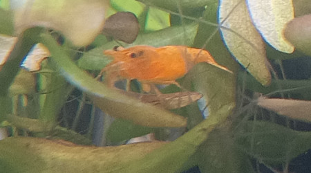 Première femelle grainée !!!