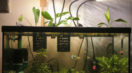 aquarium Vivier