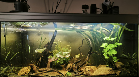 aquarium Channarium