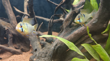 aquarium Biotope Amazonie