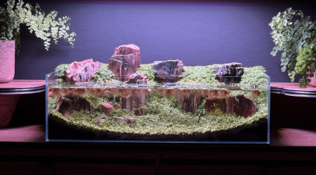 La Micranthemum Glomeratum pousse bien mais la Monte Carlo est très très lente…