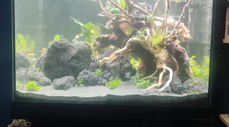 aquarium Nouveau