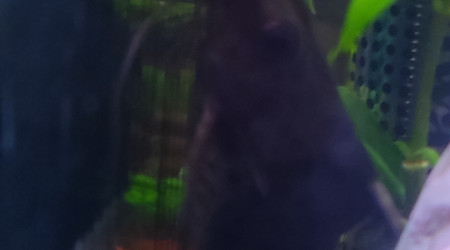 aquarium Synodontis
