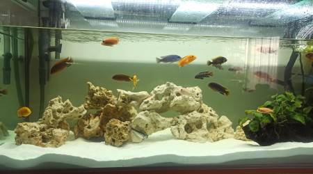 aquarium 500L