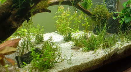 ajout d'une rotala