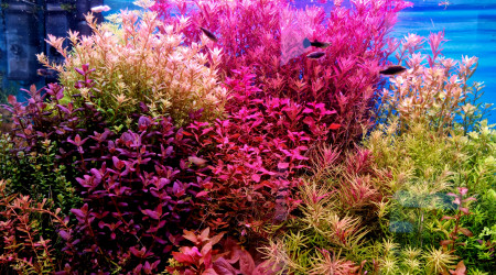 aquarium Aquatlantis Sublim 100