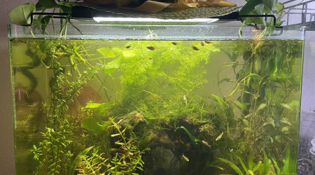 aquarium Low tech