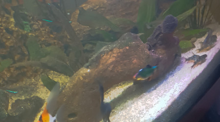 aquarium RimKs Familly