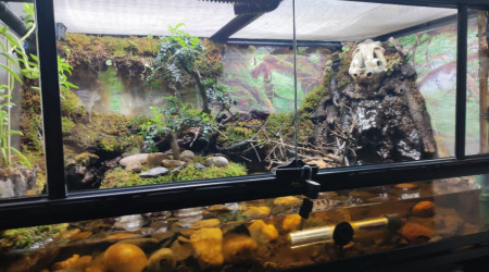 aquarium Paludarium