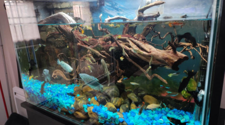 aquarium Aquarium