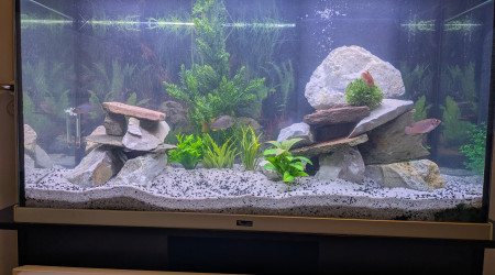 aquarium Ciclhidee