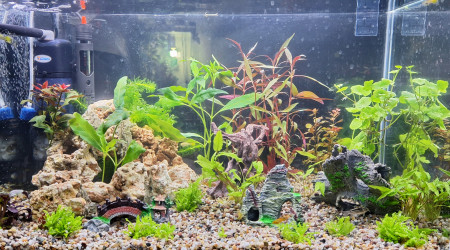aquarium Mon aquarium