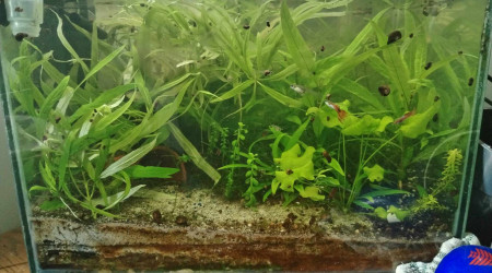aquarium guppy 1