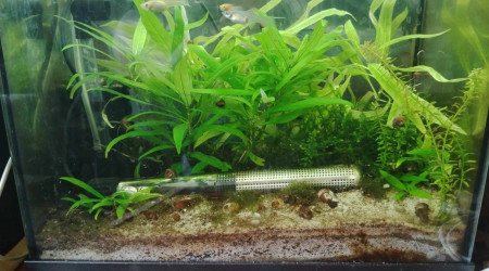 aquarium guppy 2